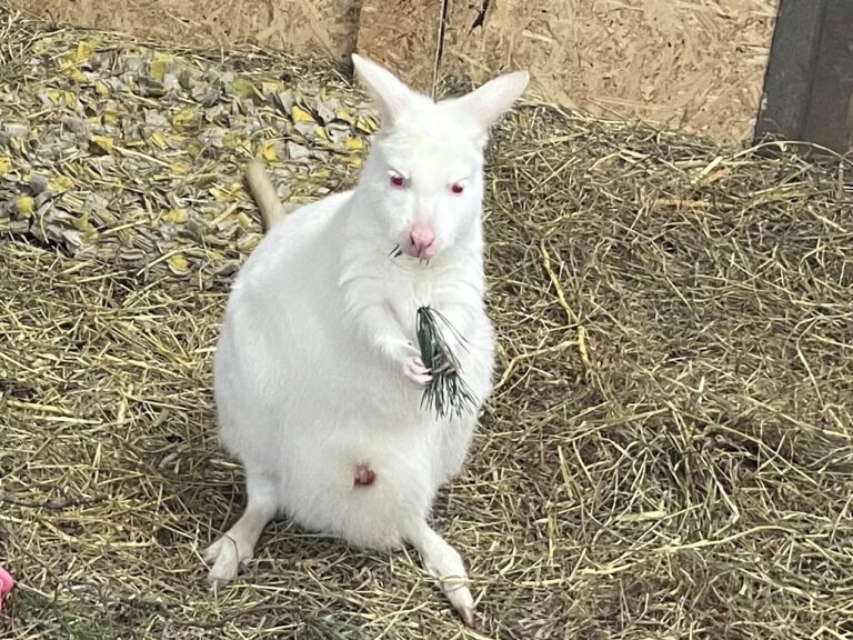 Lumivalkoinen ihme Akaan Toijalassa – alpakkatilalla syntyi albiino kenguru